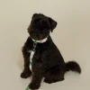 Edie Pet Lead L